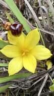 Image of Sisyrinchium nidulare (Hand.-Mazz.) I. M. Johnst.