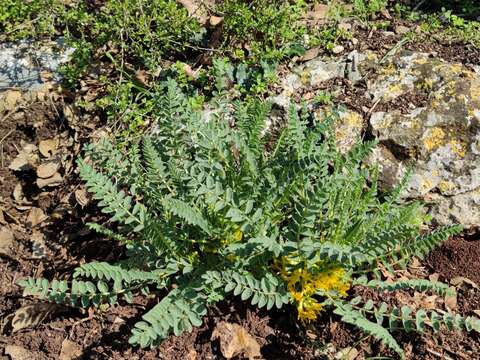 Plancia ëd Astragalus macrocarpus DC.