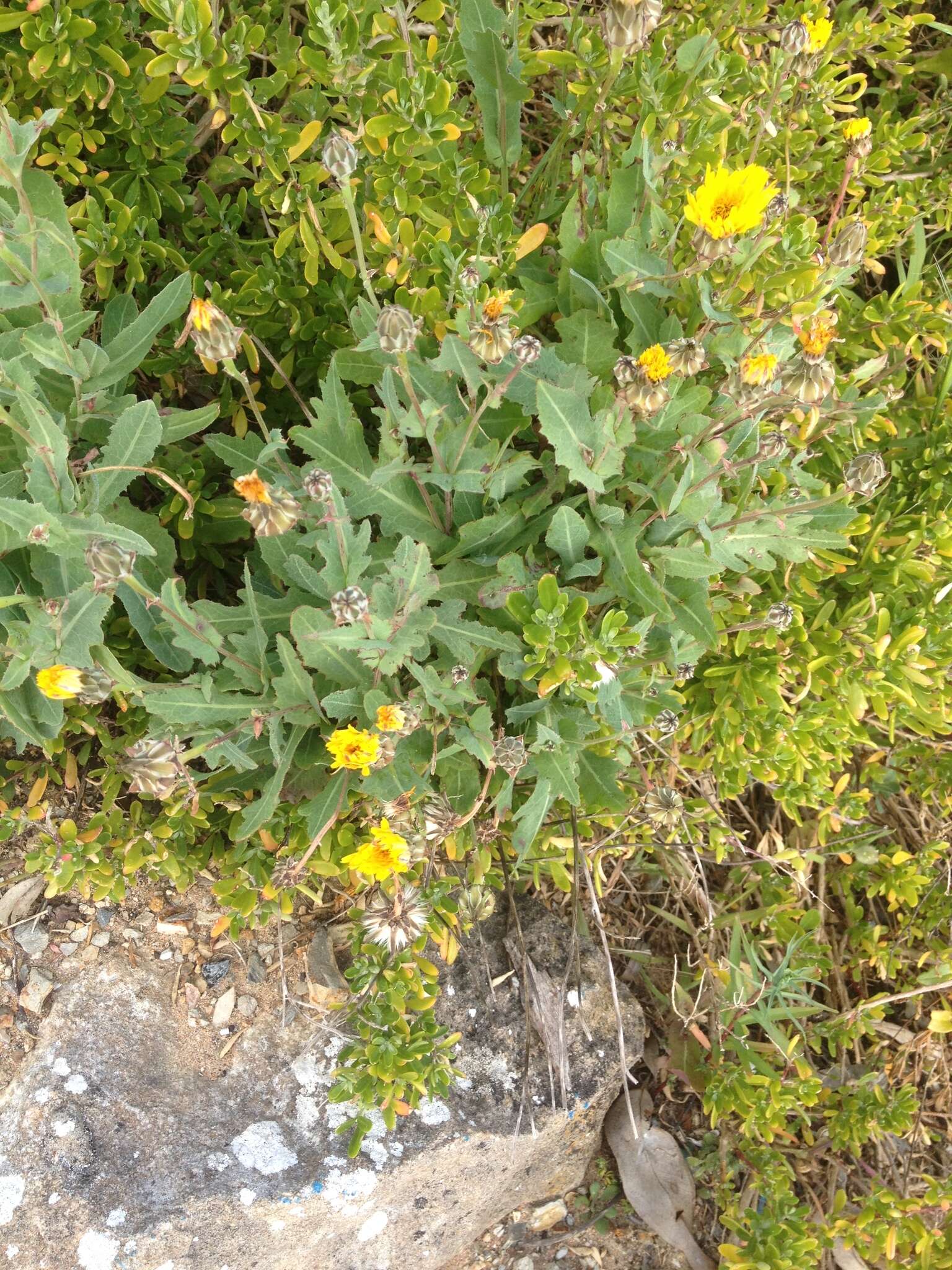 Image of False sowthistle