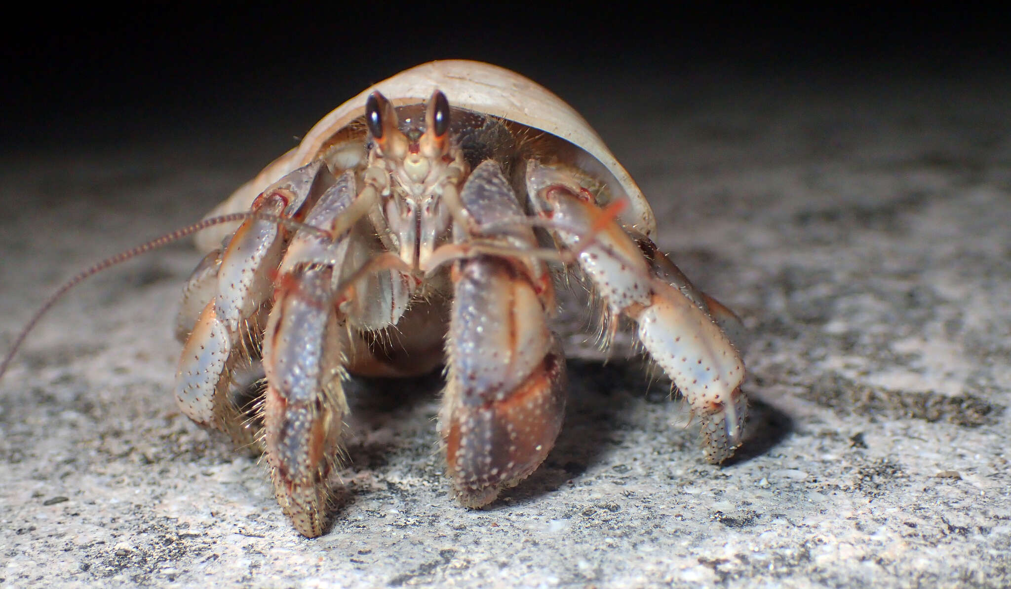 Image of <i>Coenobita purpureus</i>