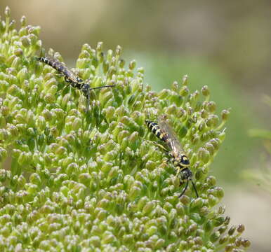 Myzinum frontalis (Cresson 1875)的圖片