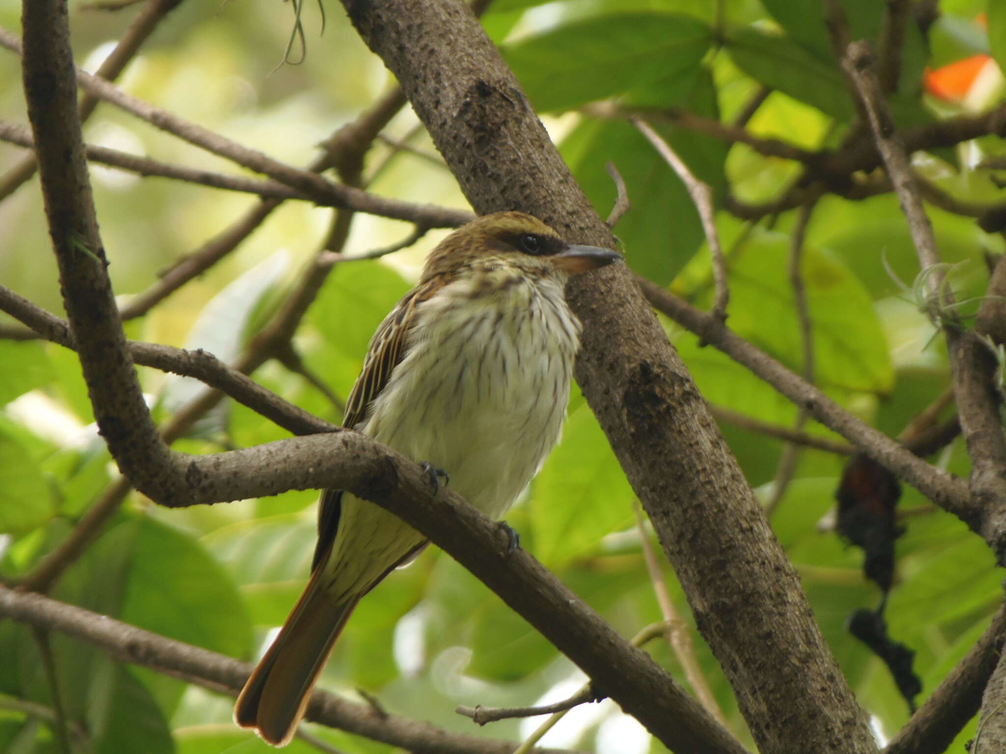 Слика од Myiodynastes maculatus (Müller & Pls 1776)