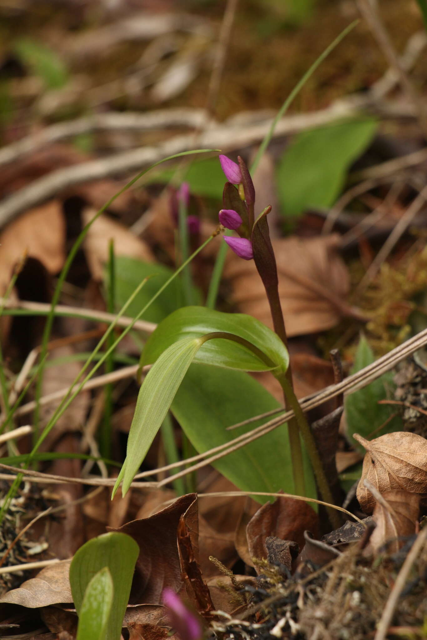 Plancia ëd Galearis spathulata (Lindl.) P. F. Hunt