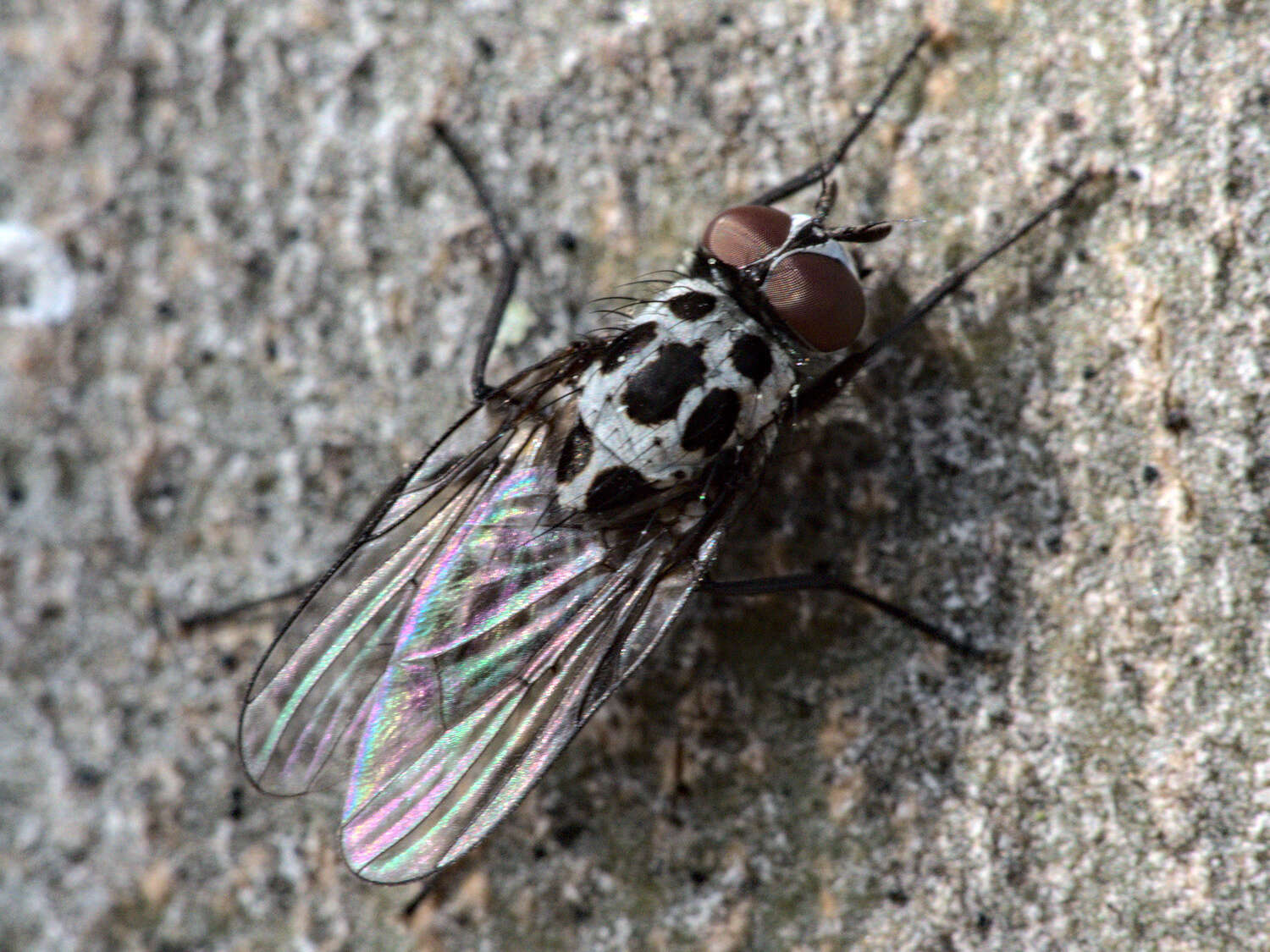 Image of Anthomyia pluvialis (Linnaeus 1758)