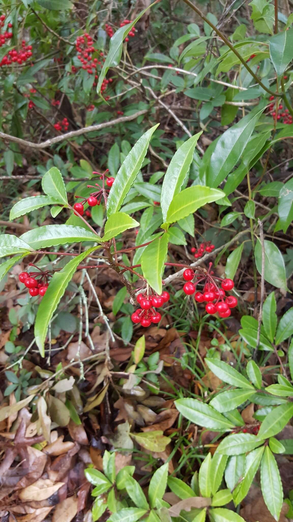 صورة Ardisia crenata Sims