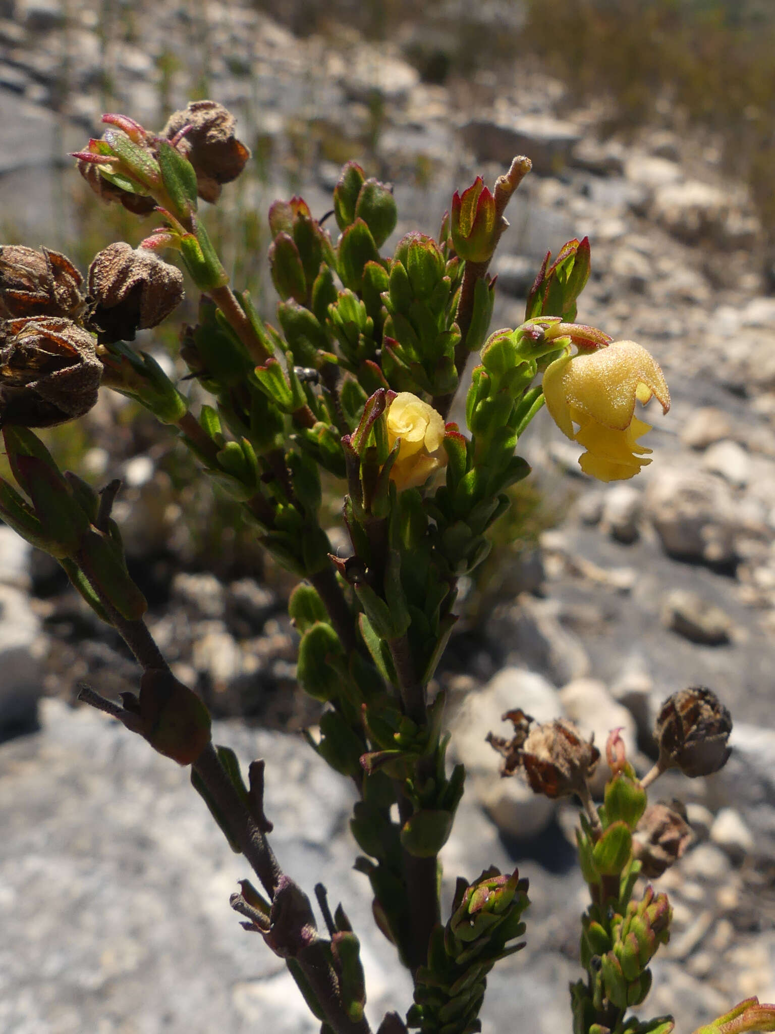 Image of Hermannia concinnifolia Verdoorn