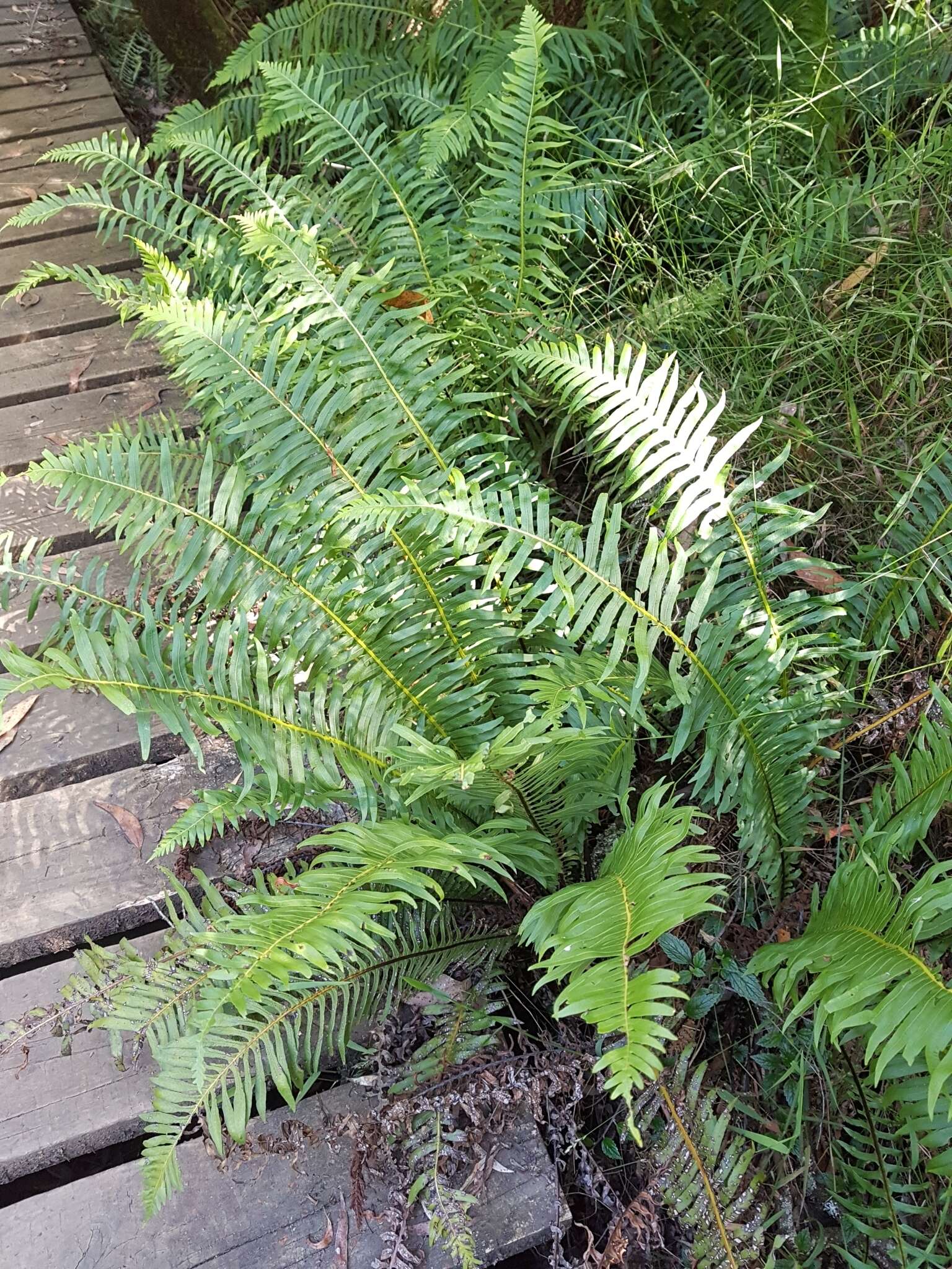 Image of Fishbone water-fern
