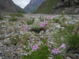 Image of Incarvillea olgae Regel