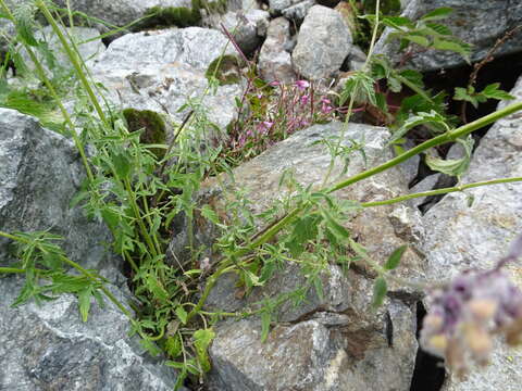 Image of Nepeta nepetella L.