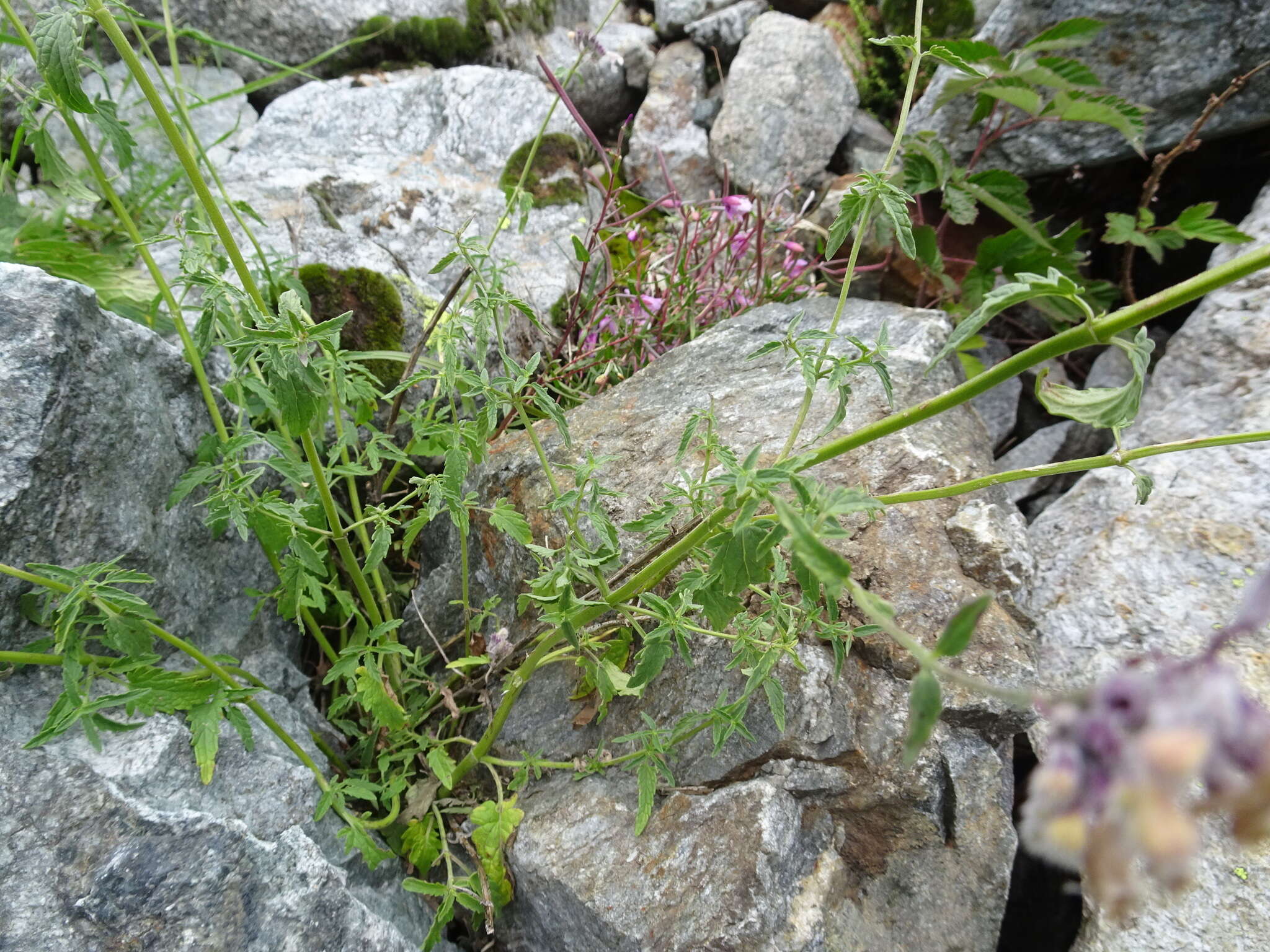 Image de Nepeta nepetella L.