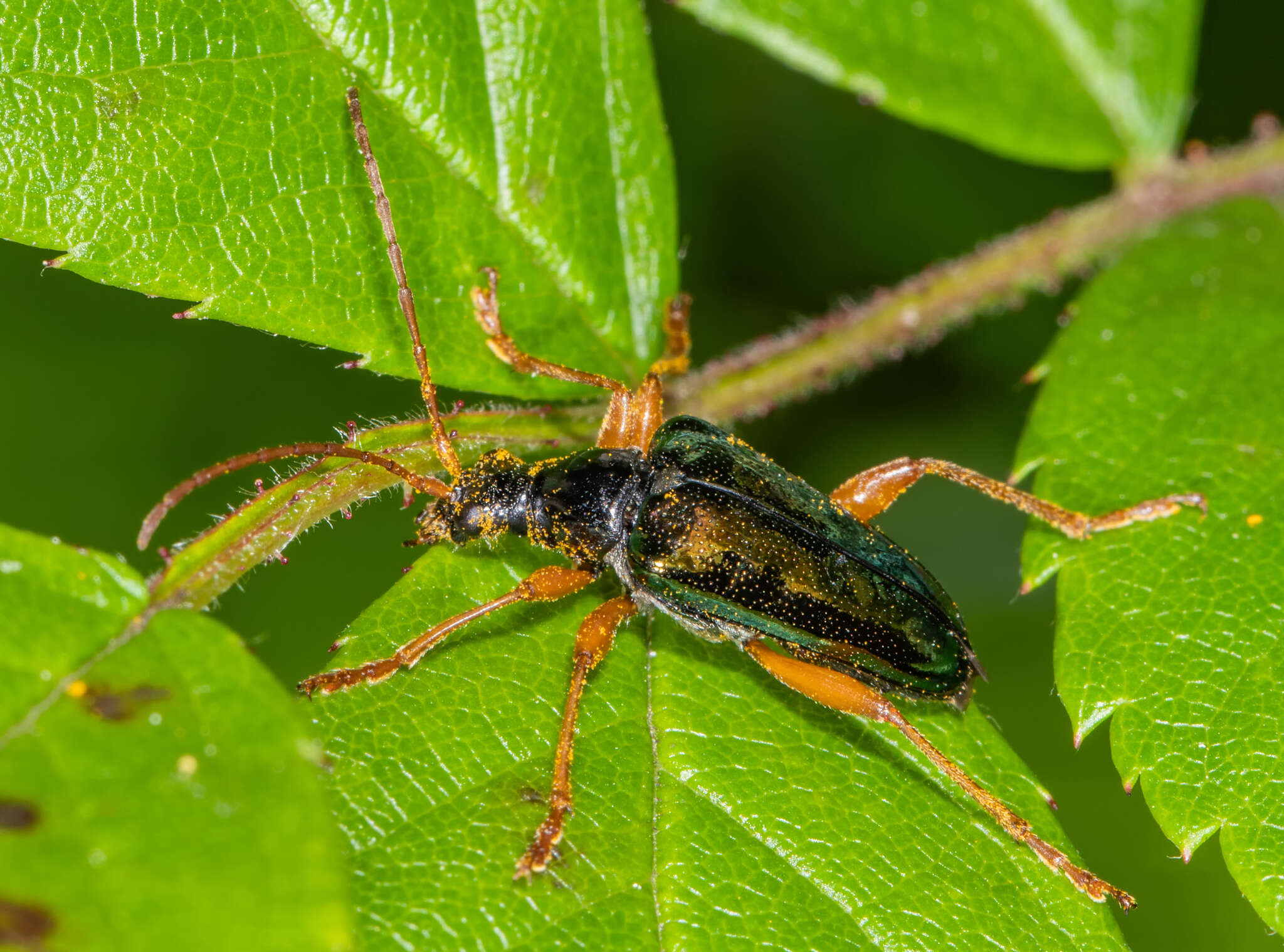 صورة Gaurotes cyanipennis (Say 1824)