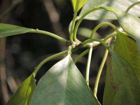 Image of Sapium macrocarpum Müll. Arg.