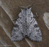 Image of Piney Moth