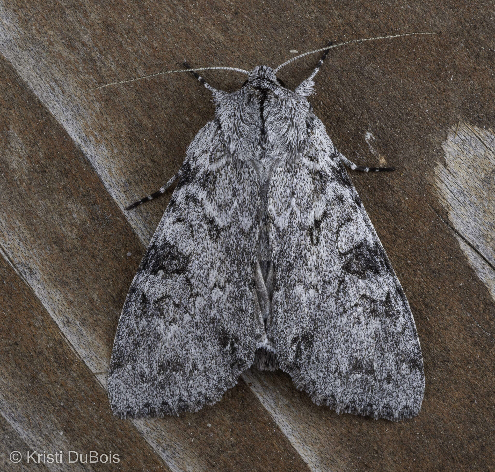 Image of Piney Moth