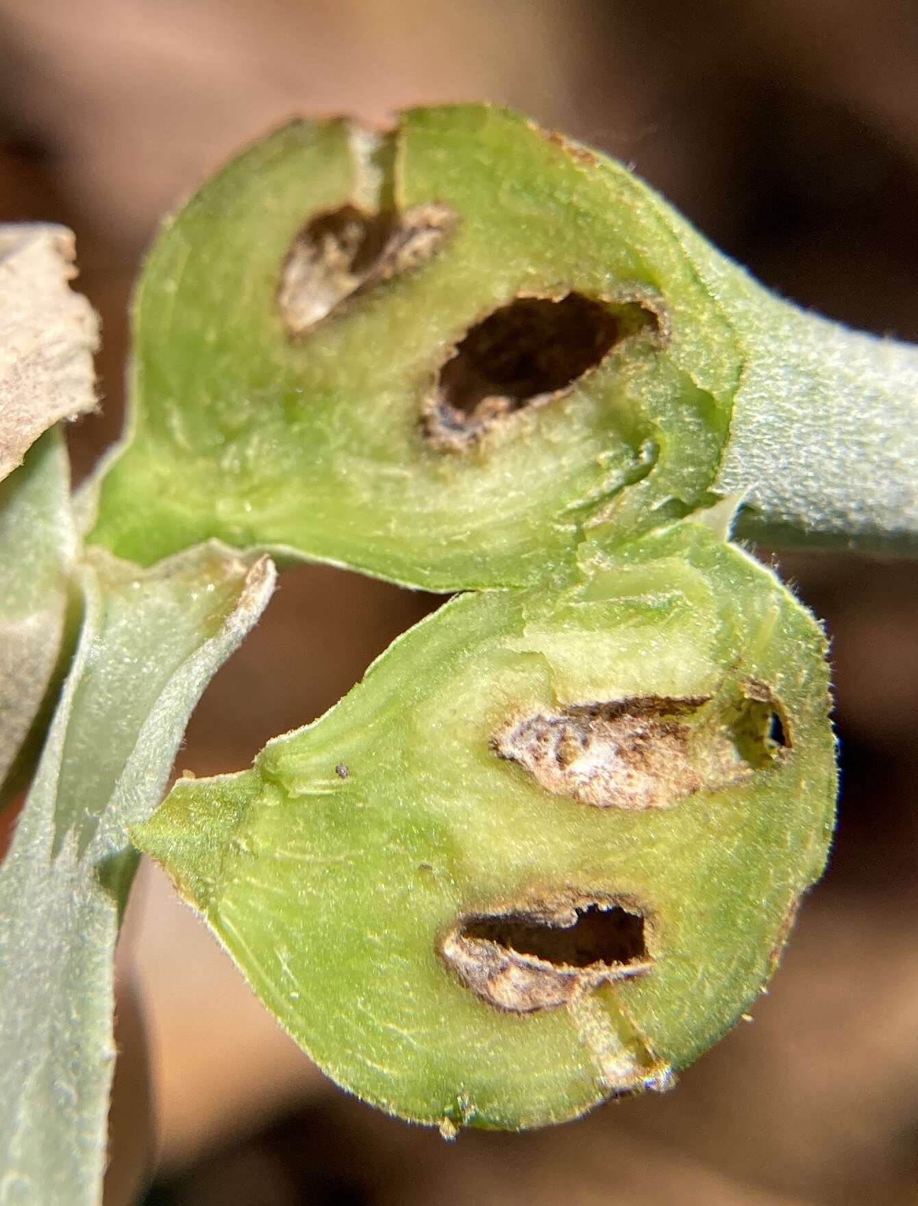 Image of Asphondylia borrichiae Rossi & Strong 1990