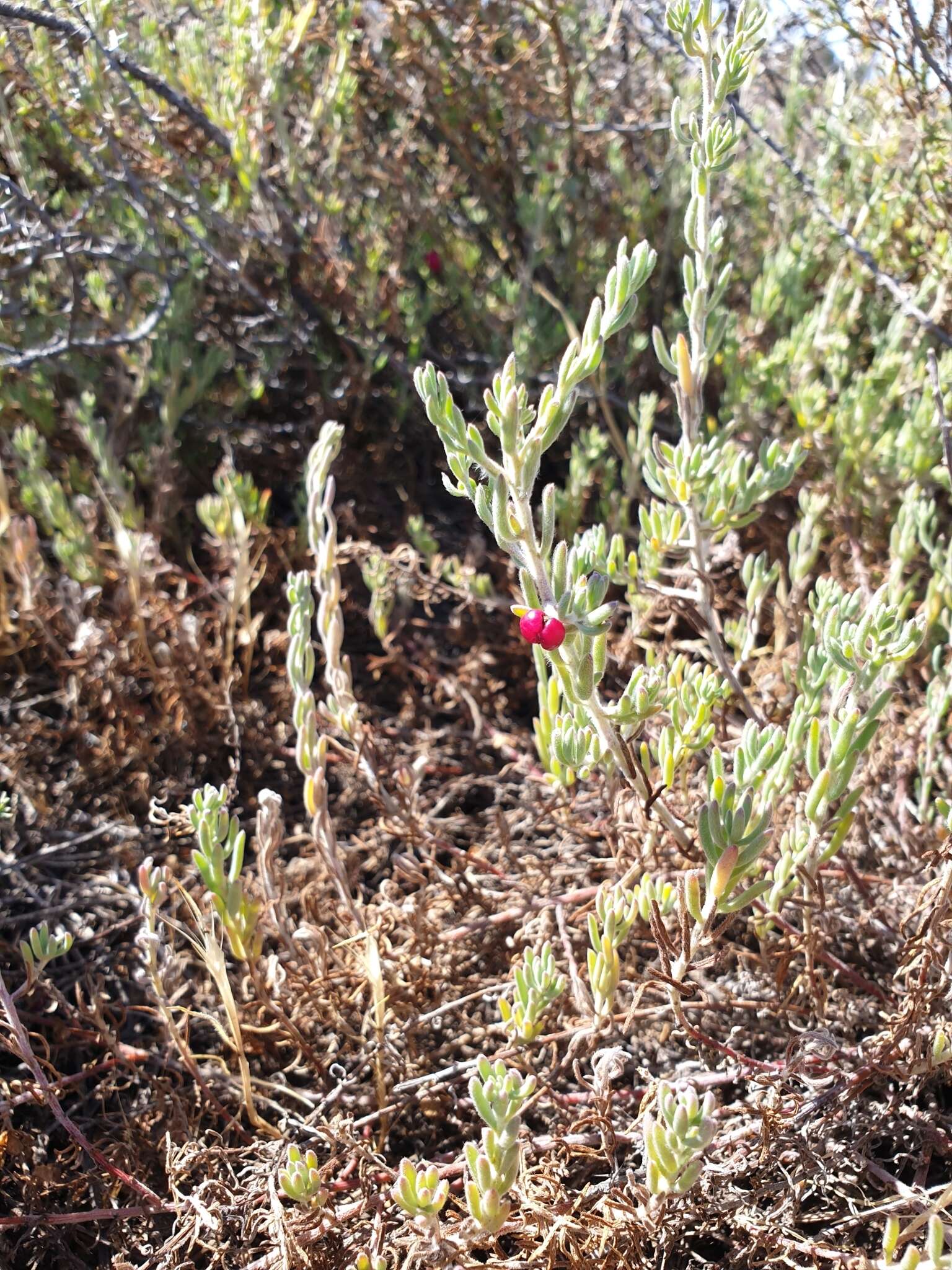 Plancia ëd Enchylaena tomentosa R. Br.