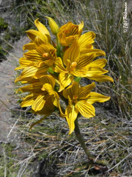 Image of Chloraea nudilabia Poepp.