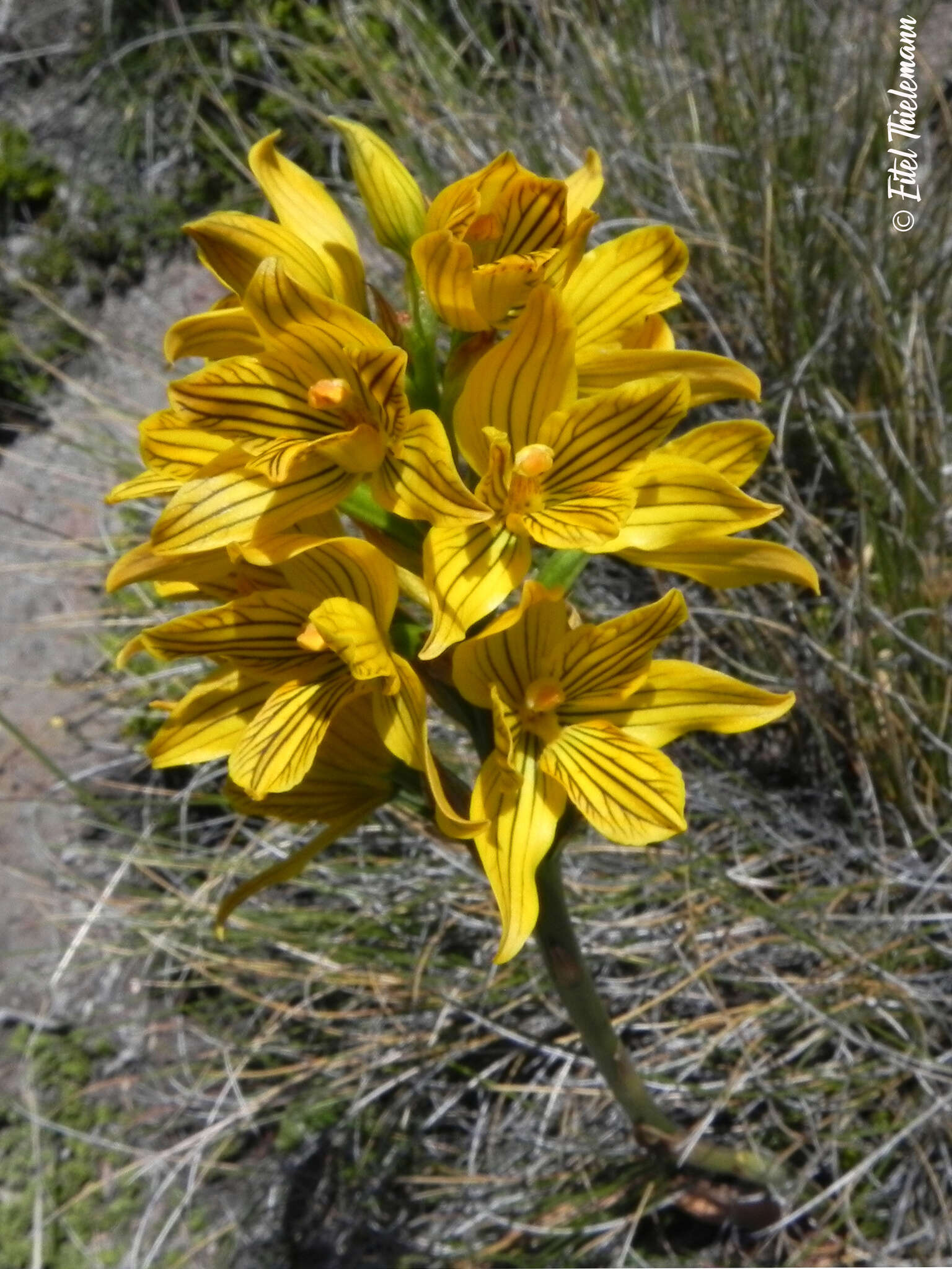 Image of Chloraea nudilabia Poepp.