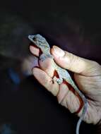 Image of Indian Golden Gecko