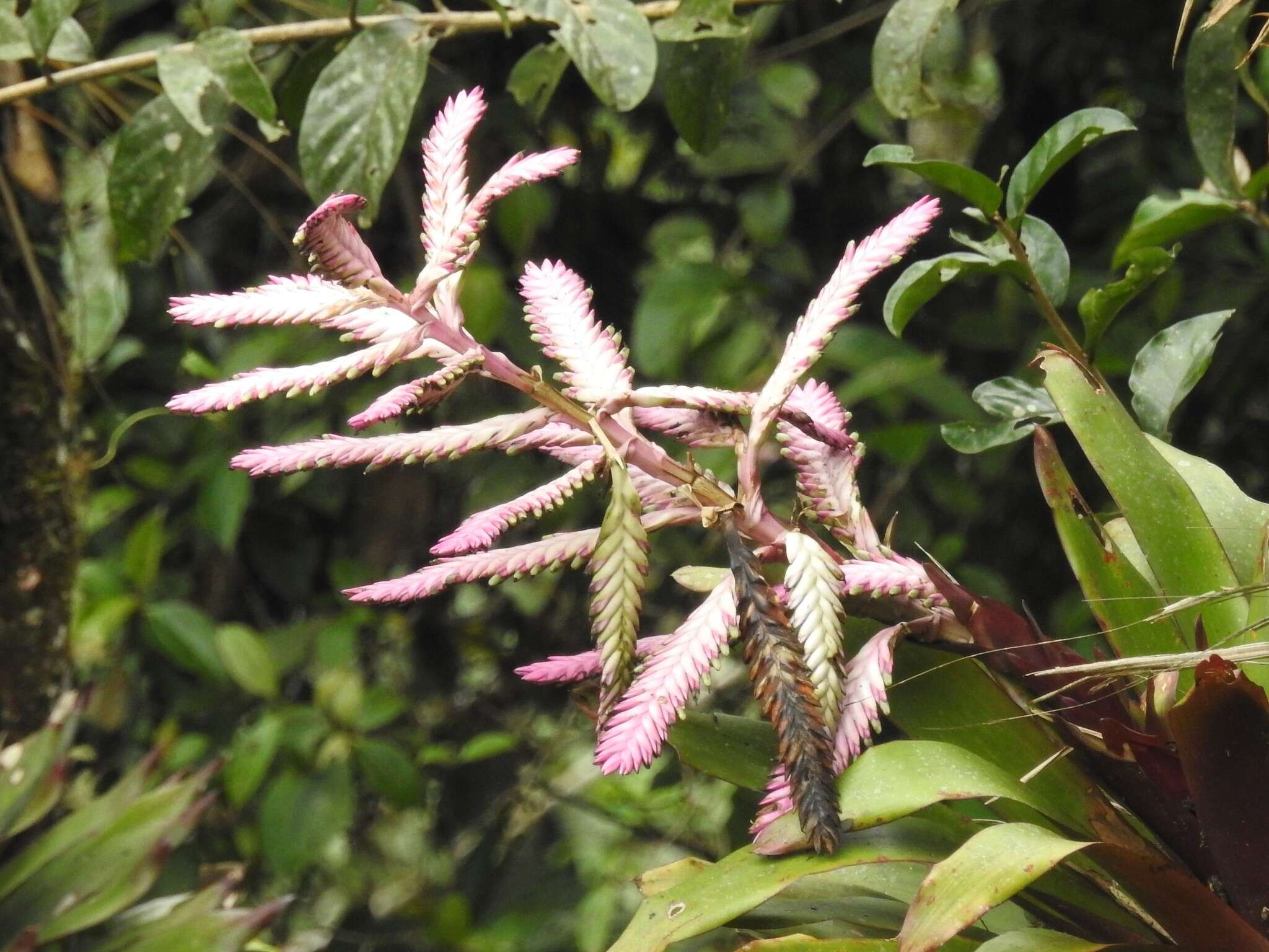 Image of Barfussia platyrhachis (Mez) Manzan. & W. Till