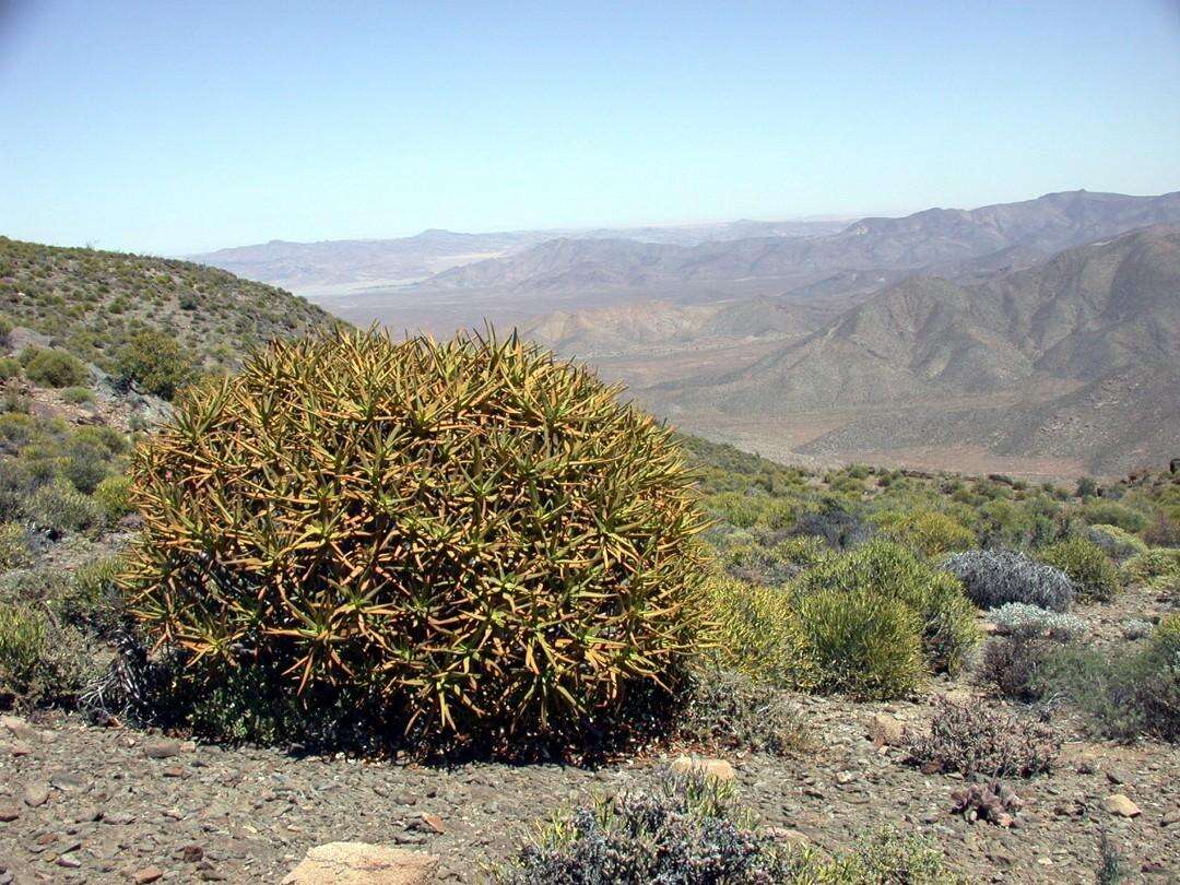 Image of Maiden's Quiver Tree Aloe
