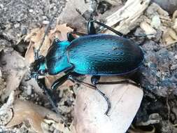 Image of Carabus (Eucarabus) catenulatus Scopoli 1763