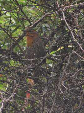 Plancia ëd Scelorchilus rubecula (Kittlitz 1830)