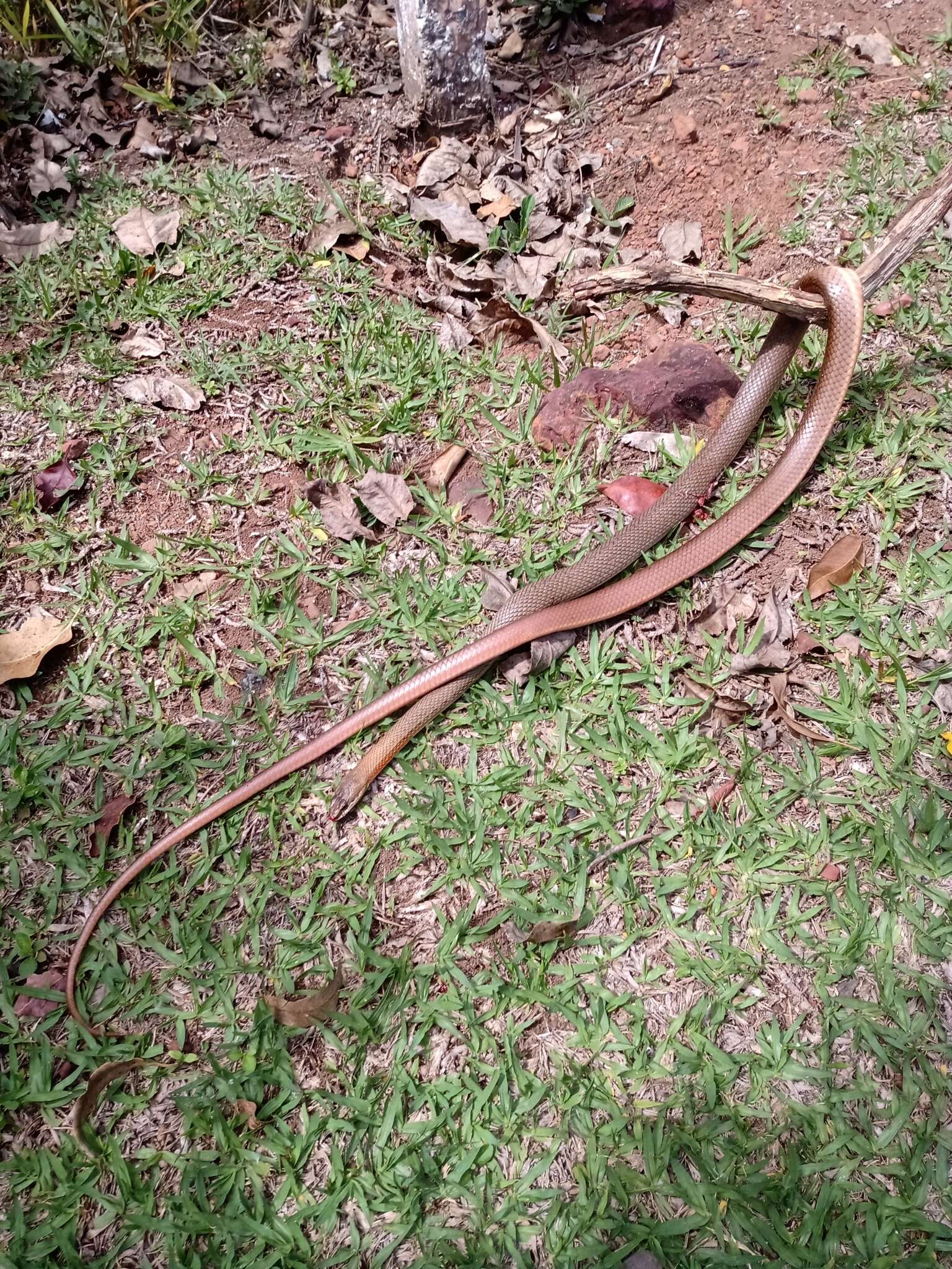 Image of Paraguay Green Racer