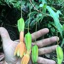 Image de Passiflora linearistipula L. K. Escobar