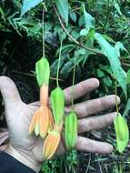 Image of Passiflora linearistipula L. K. Escobar