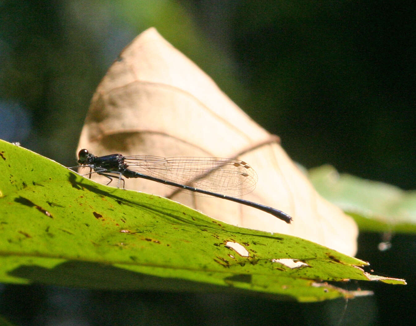 Image de Onychargia Selys 1865