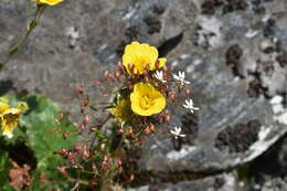 Geum radiatum Michx.的圖片