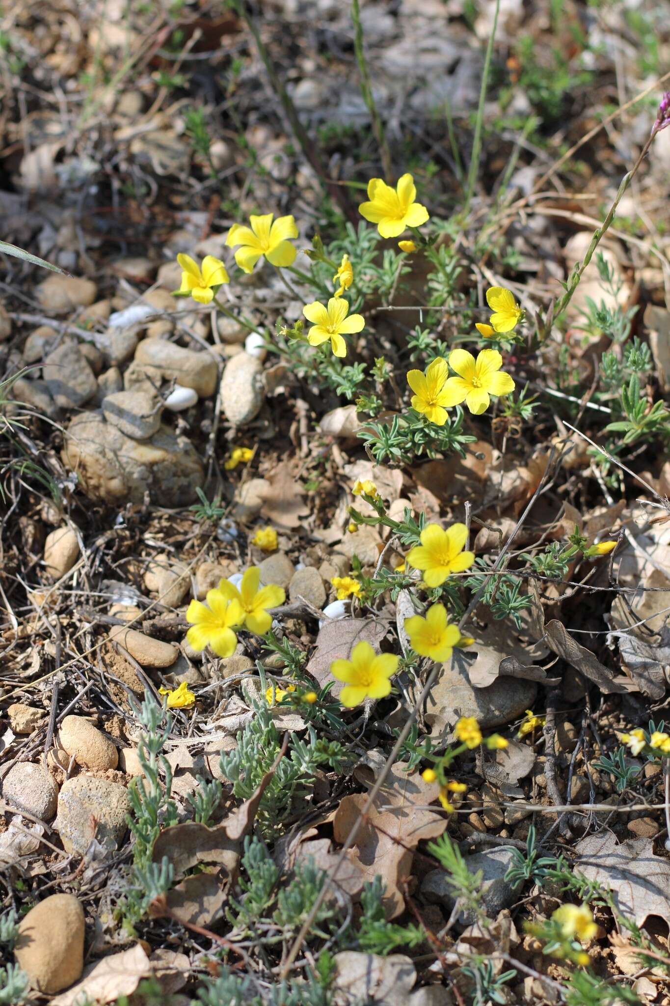 Image of Linum tauricum Willd.