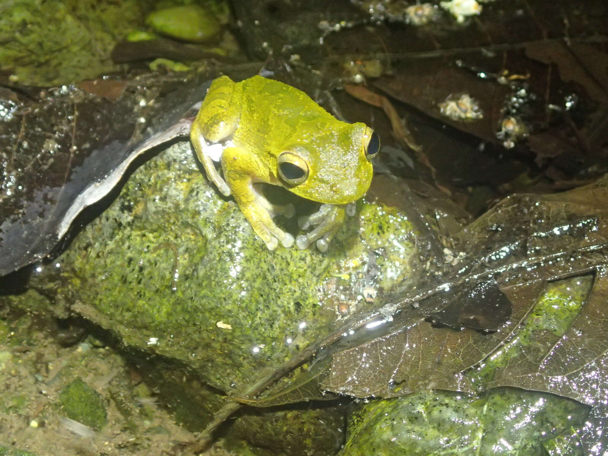 Image of Veragua Cross-banded Treefrog