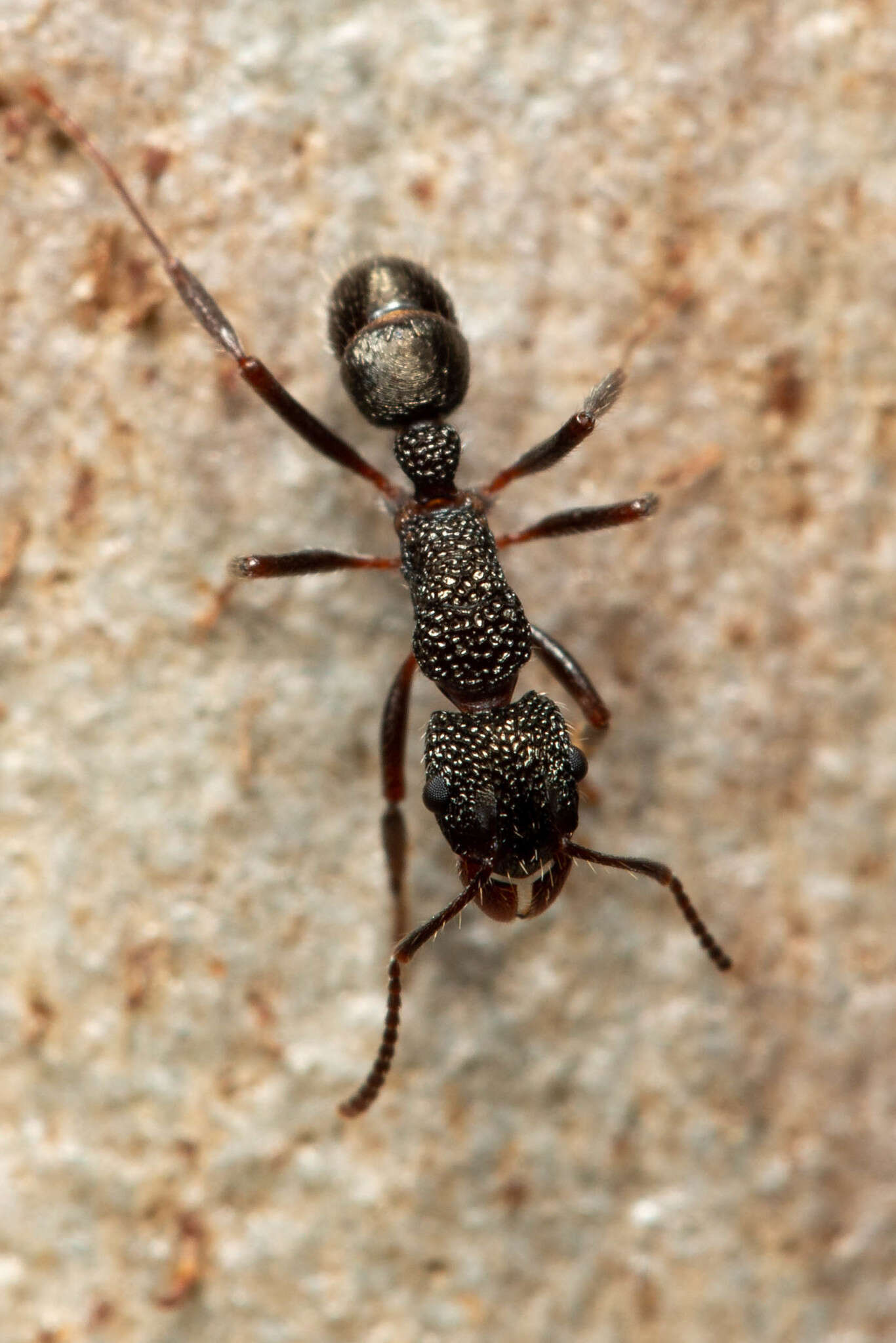 Image de Rhytidoponera anceps Emery 1898