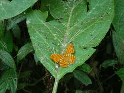 Image of Chersonesia risa Doubleday (1848)