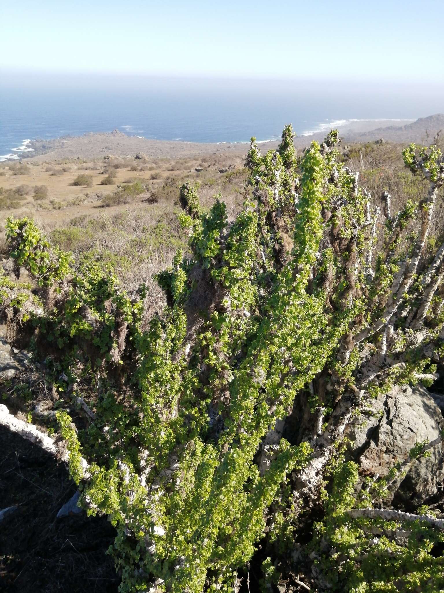 Image of Oxalis virgosa Molina