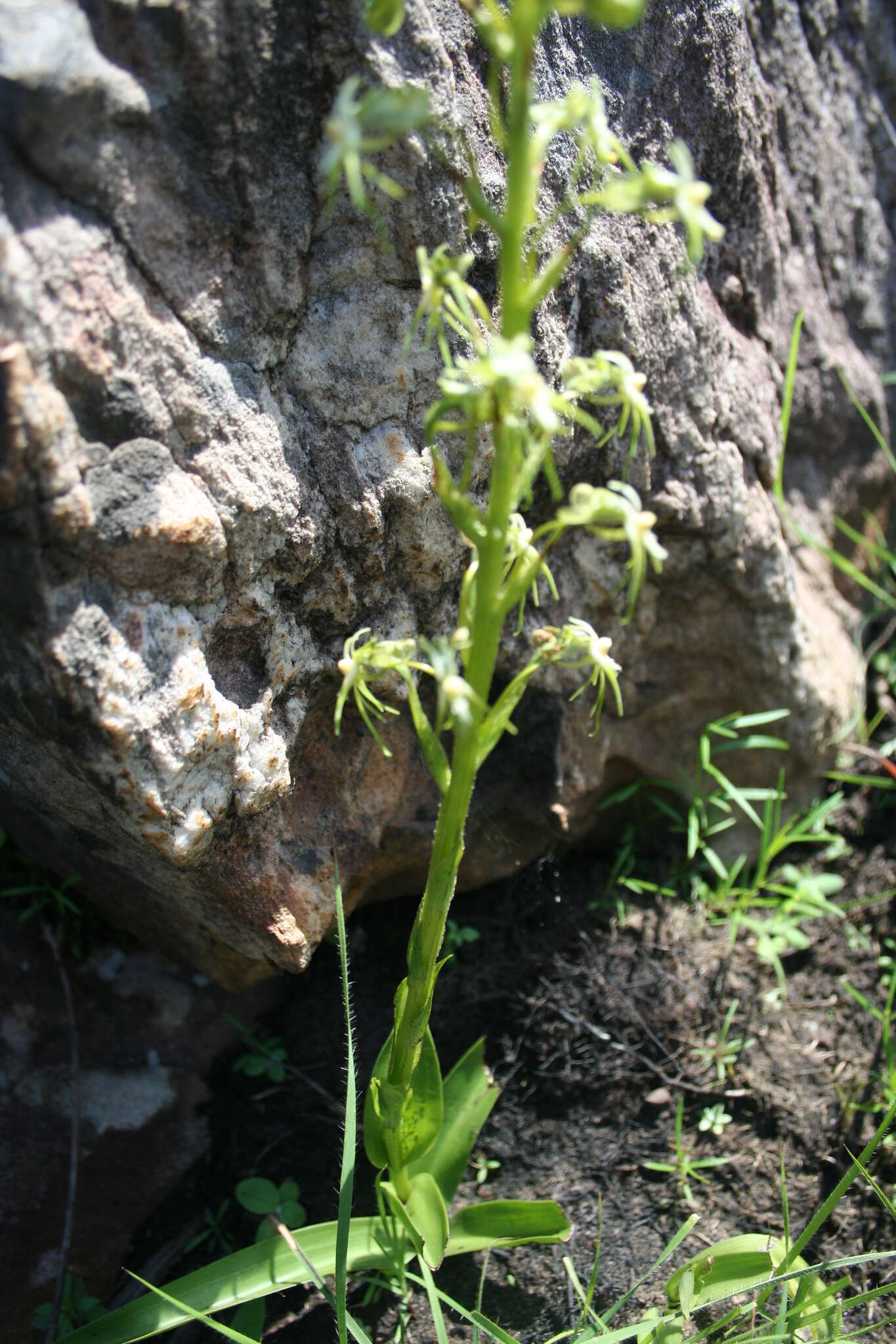 Image of Habenaria galpinii Bolus