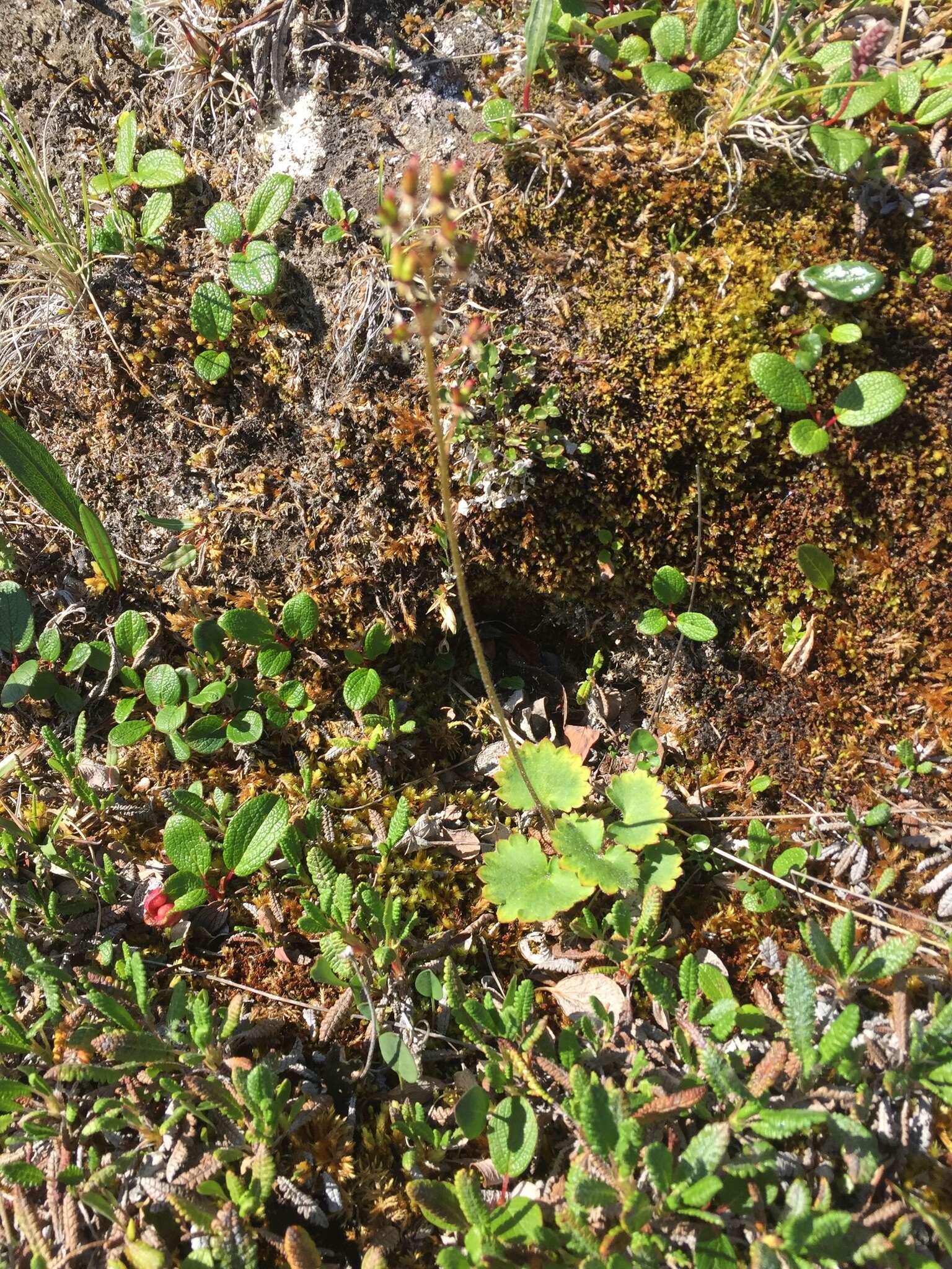 Image of heartleaf saxifrage