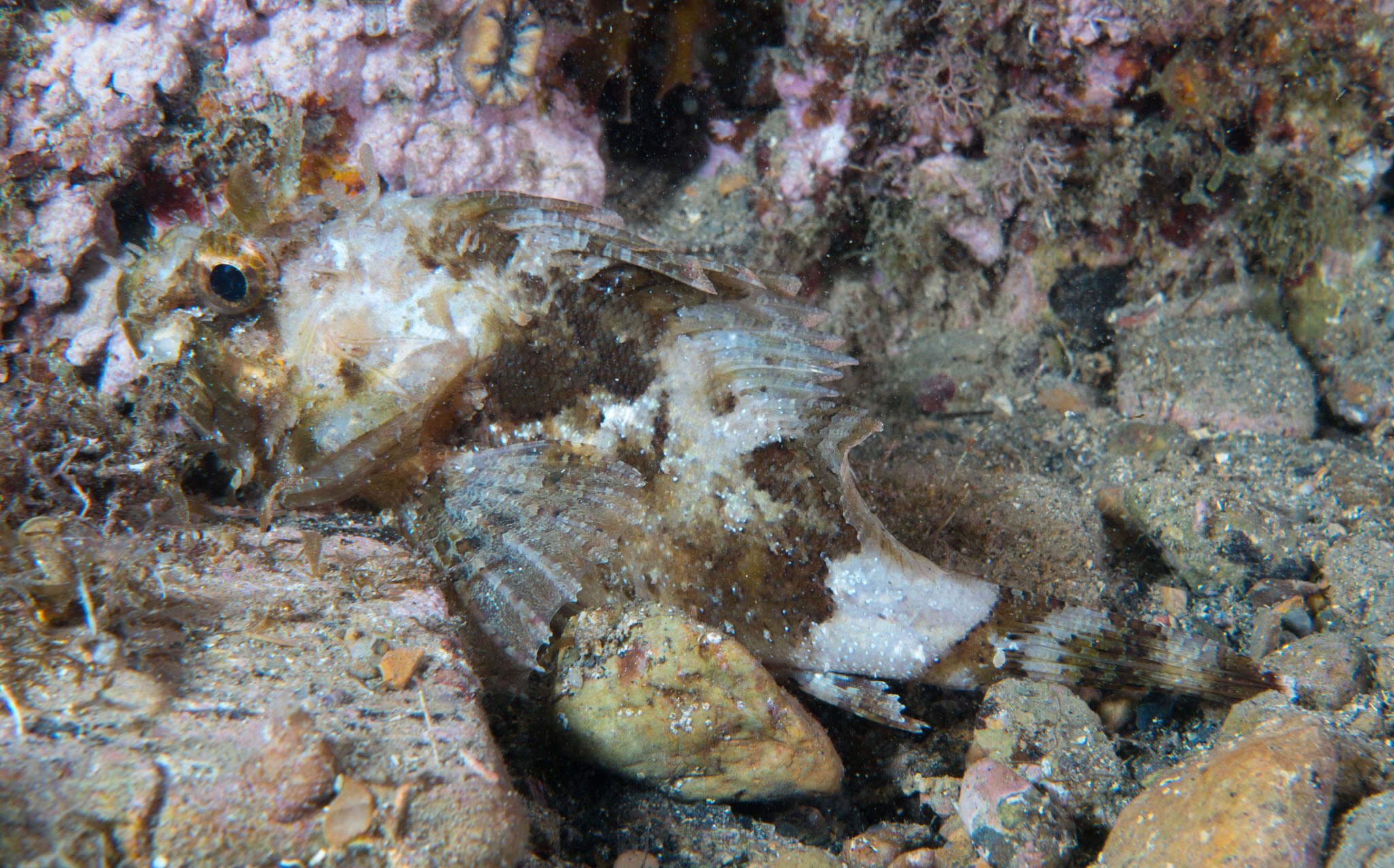 Image of Black Scorpion-fish