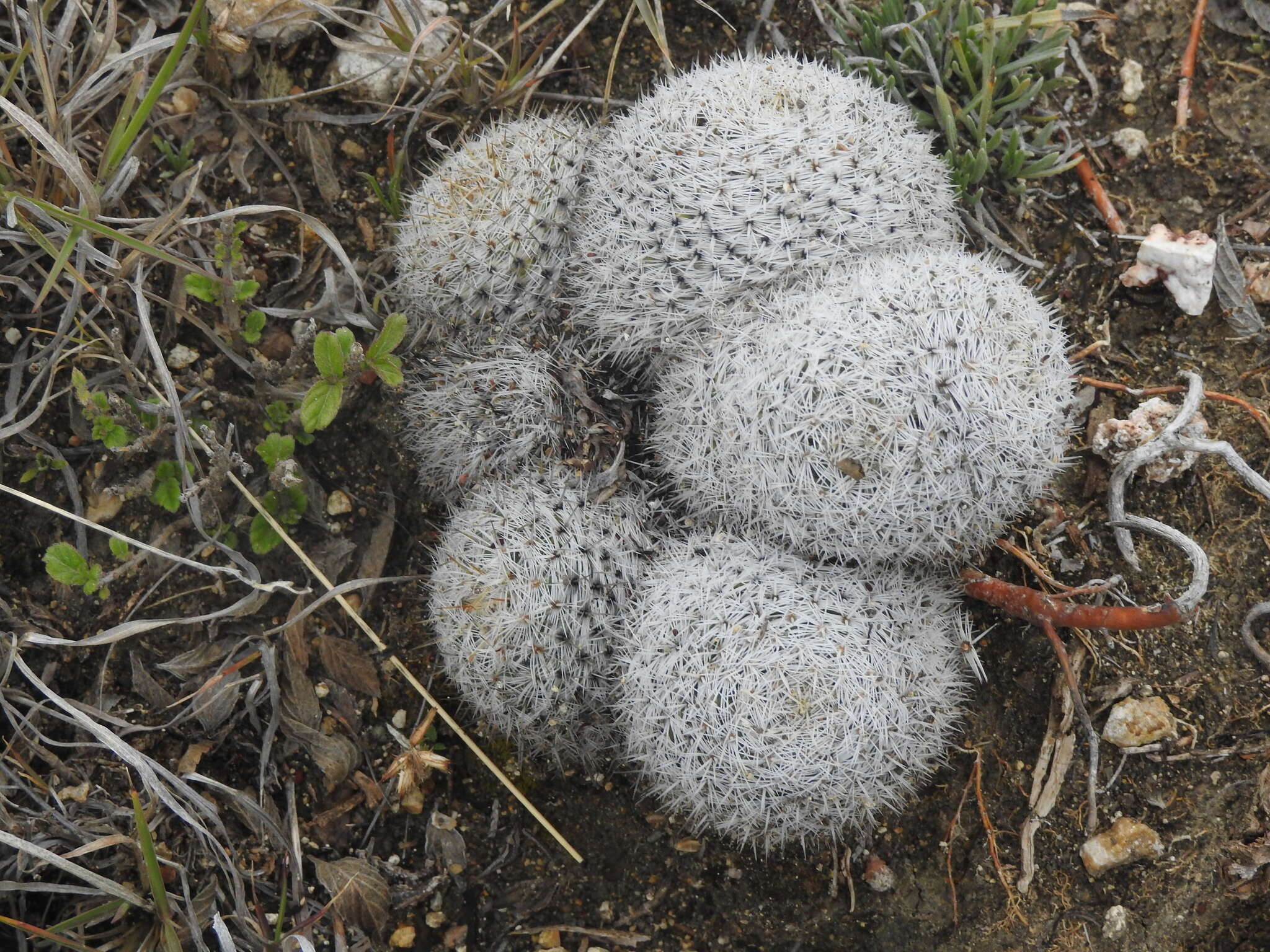 Image of Mammillaria albilanata subsp. oaxacana D. R. Hunt