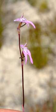 Image of Disa inflexa (Lindl.) Mundt ex Bolus