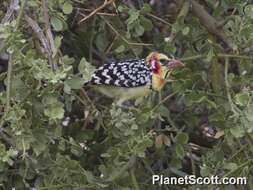 Image of Red-and-yellow Barbet