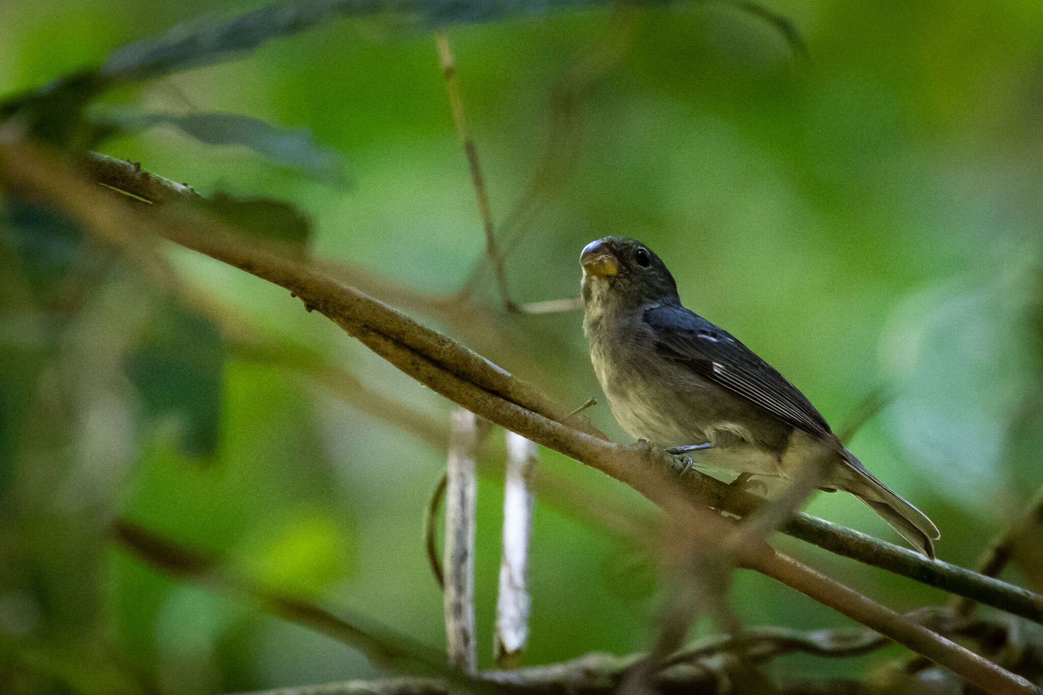 Sporophila falcirostris (Temminck 1820) resmi