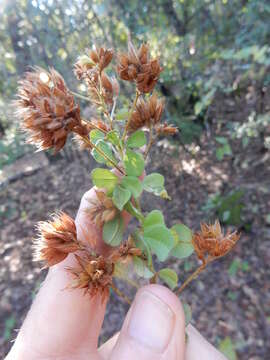 Image de Lespedeza hirta (L.) Hornem.