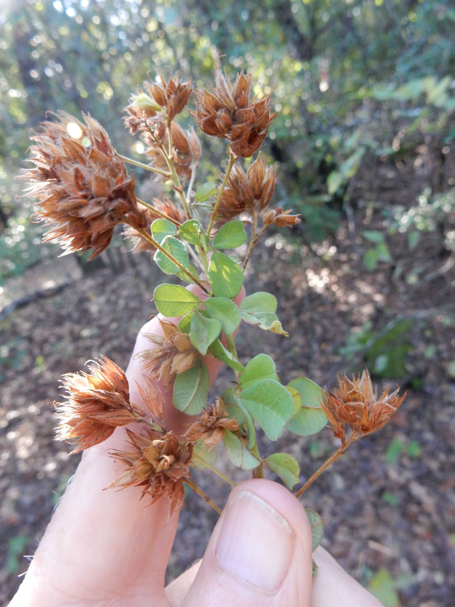 Image de Lespedeza hirta (L.) Hornem.