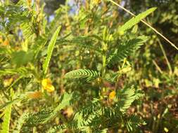 Sivun Chamaecrista nictitans var. aspera (Elliott) Torr. & A. Gray kuva