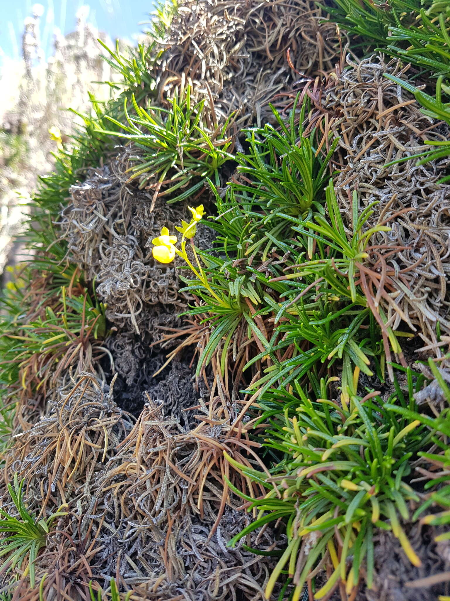 Image of Calceolaria pinifolia Cav.