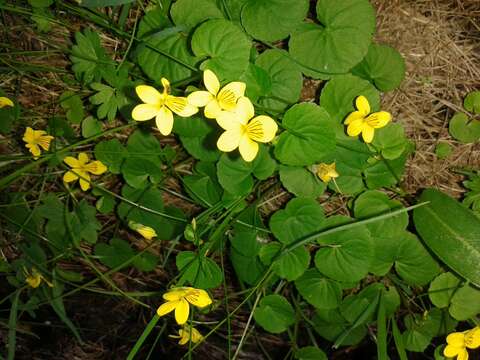 Image de Pensée à deux fleurs