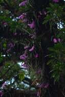 Image of Multi-flowered Aerides